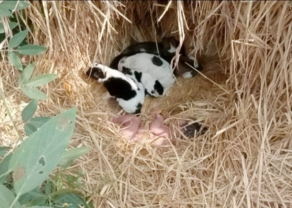 Litter of puppies snuggles with baby