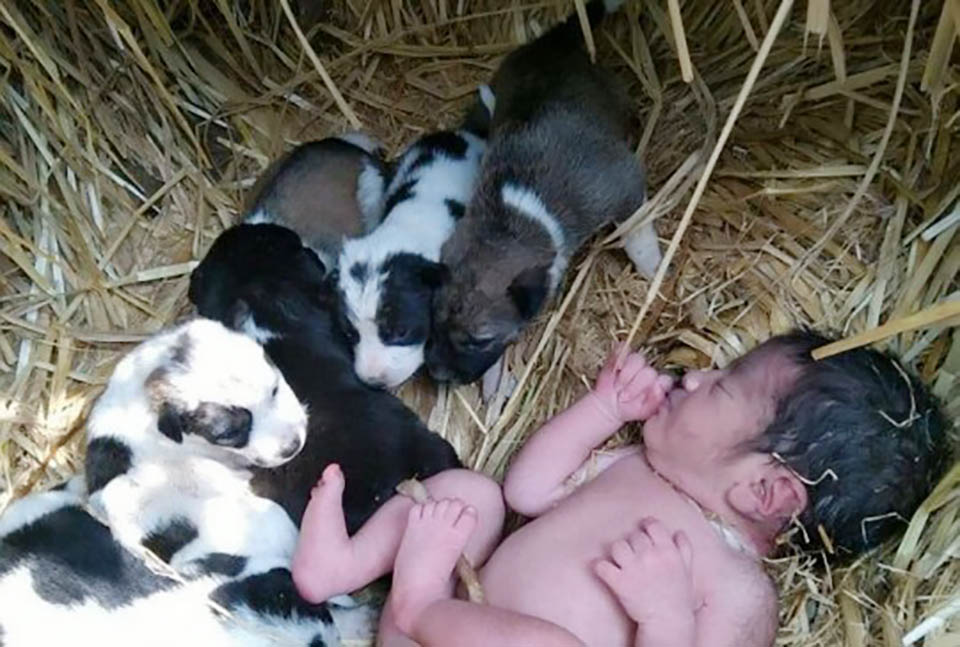 Litter of puppies and an abandoned baby